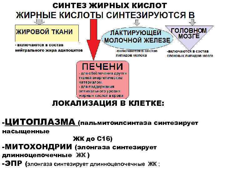 СИНТЕЗ ЖИРНЫХ КИСЛОТ ЛОКАЛИЗАЦИЯ В КЛЕТКЕ: -ЦИТОПЛАЗМА (пальмитоилсинтаза синтезирует насыщенные ЖК до С 16)