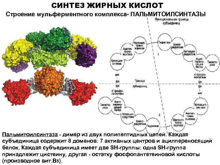 Комплекс синтез. Мультиферментный комплекс синтетазы жирных кислот. Строение мультиферментного комплекса синтазы жирных кислот. Строение мультиферментного комплекса пальмитоилсинтазы. Строение синтазы жирных кислот.