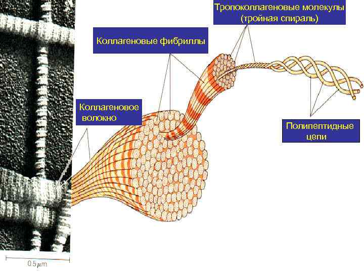 Тропоколлагеновые молекулы (тройная спираль) Коллагеновые фибриллы Коллагеновое волокно Полипептидные цепи 