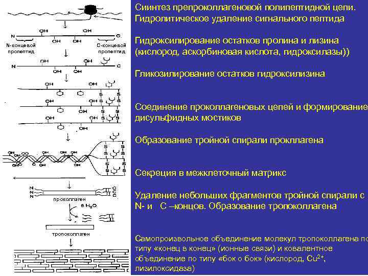 Сиинтез препроколлагеновой полипептидной цепи. Гидролитическое удаление сигнального пептида N-концевой пропептид С-концевой пропептид Гидроксилирование остатков