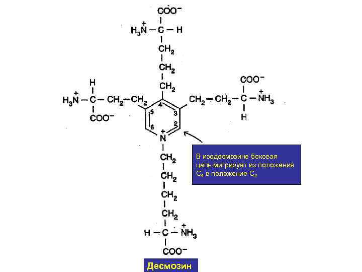 В изодесмозине боковая цепь мигрирует из положения С 4 в положение С 2 Десмозин