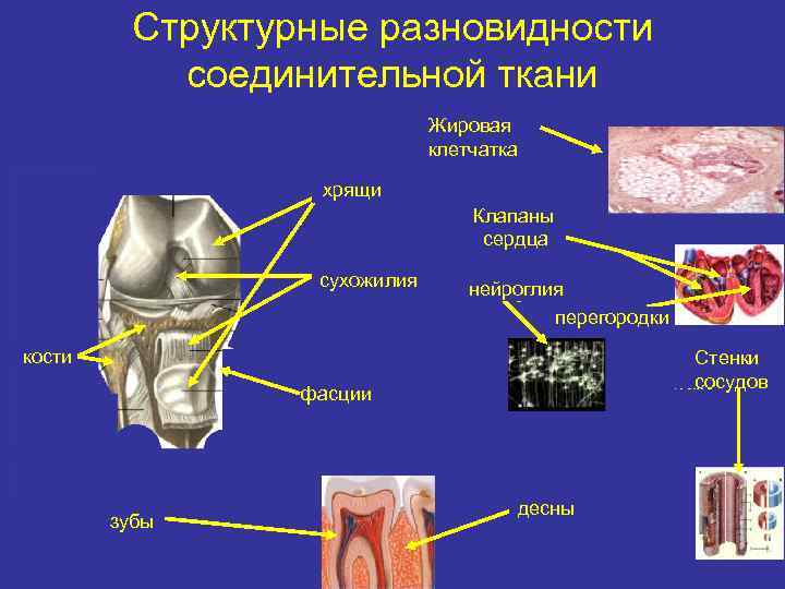 Структурные разновидности соединительной ткани Жировая клетчатка хрящи Клапаны сердца сухожилия нейроглия перегородки кости Стенки
