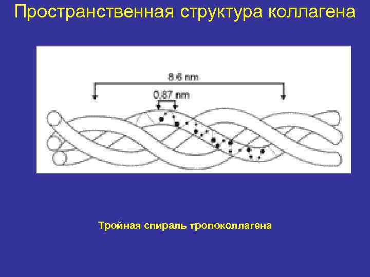 Пространственная структура коллагена Тройная спираль тропоколлагена 