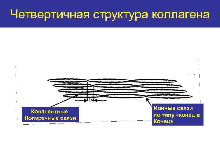 Четвертичная структура коллагена Ковалентные Поперечные связи Ионные связи по типу «конец в Конец» 