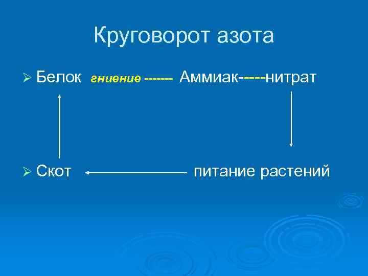 Круговорот азота Ø Белок гниение ------- Ø Скот Аммиак-----нитрат питание растений 