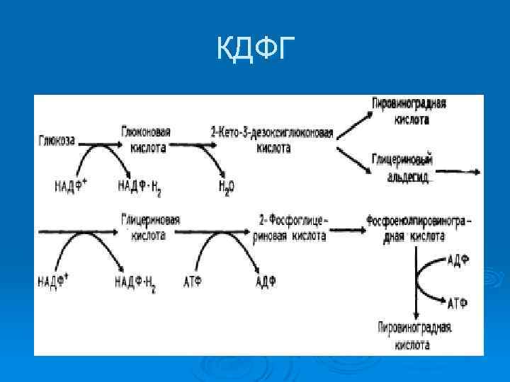 КДФГ 