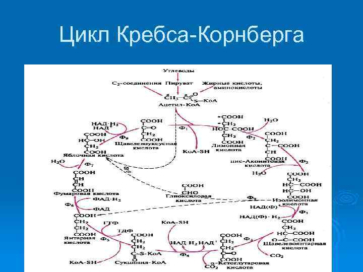 Цикл Кребса Корнберга 