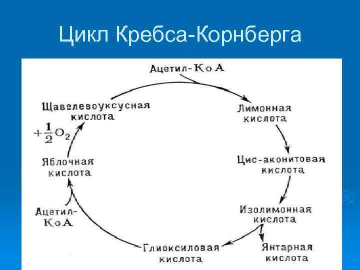 Цикл Кребса Корнберга 