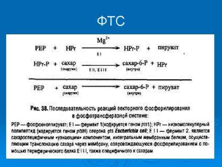 ФТС 