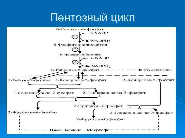 Пентозный цикл 