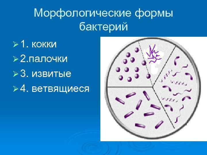 Морфологические формы бактерий Ø 1. кокки Ø 2. палочки Ø 3. извитые Ø 4.
