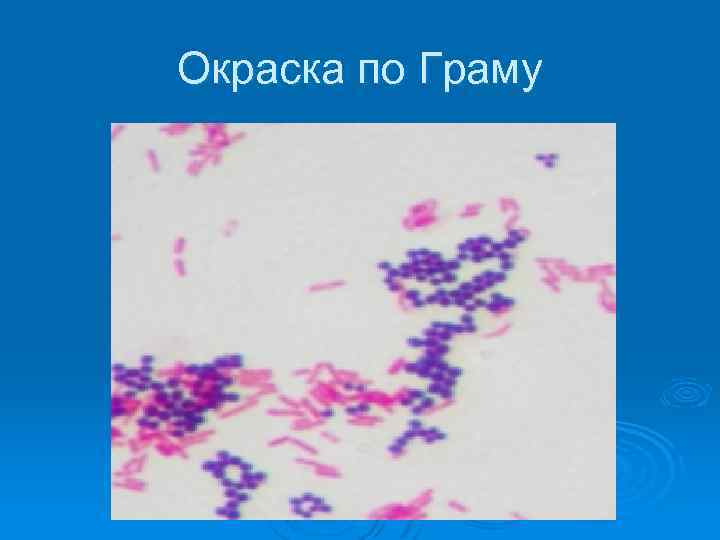 Окраска по Граму 