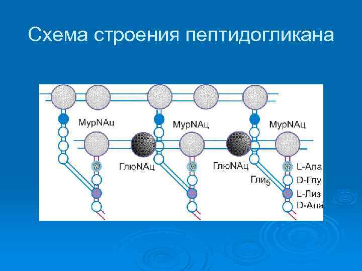 Схема строения пептидогликана 
