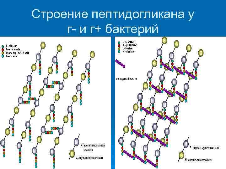 Строение пептидогликана у г- и г+ бактерий 