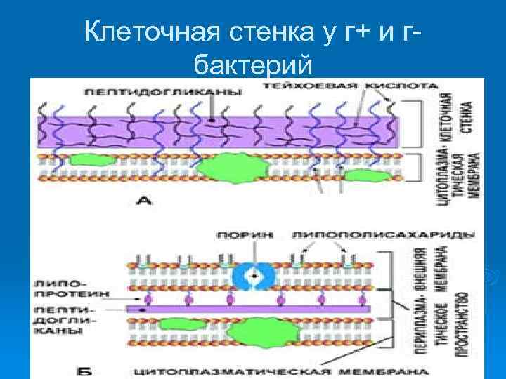 Клеточная стенка у г+ и гбактерий 