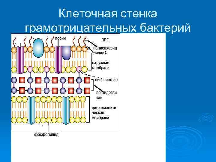 Клеточная стенка грамотрицательных бактерий 