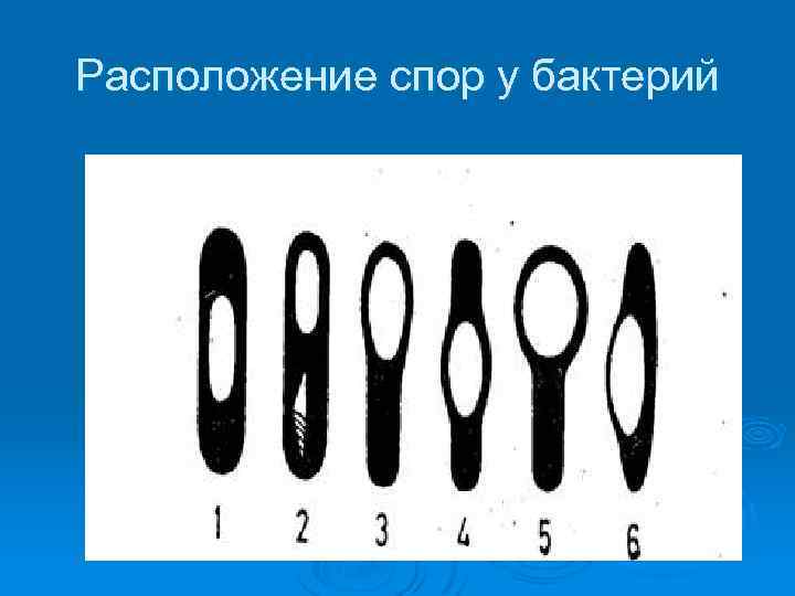 Расположение спор у бактерий 