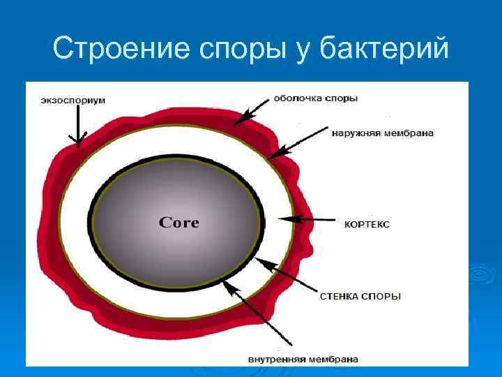 В структуру спора входят