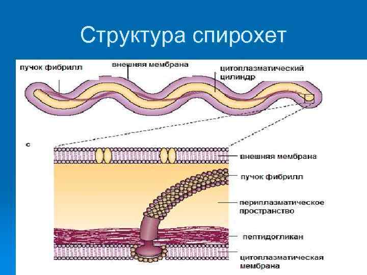 Структура спирохет 