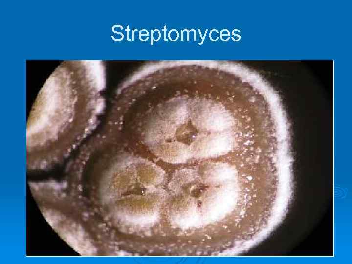 Streptomyces 
