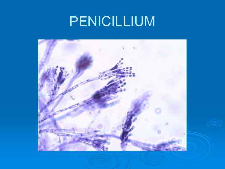 PENICILLIUM 