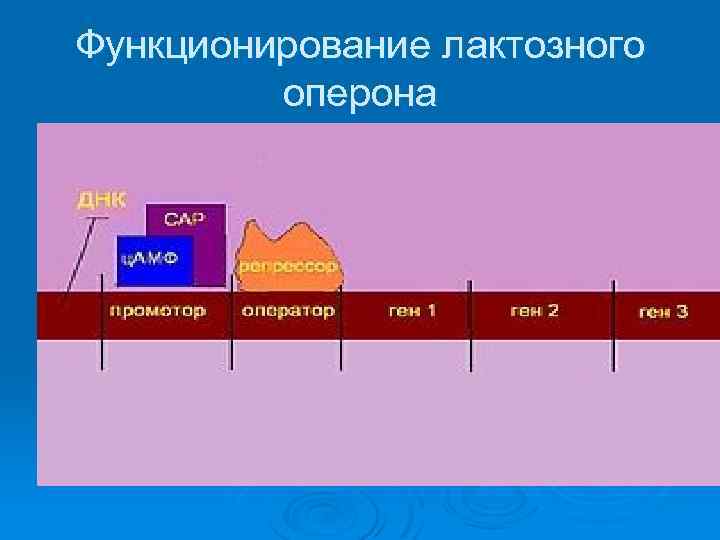 Функционирование лактозного оперона 