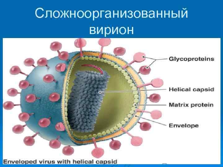 Сложноорганизованный вирион 