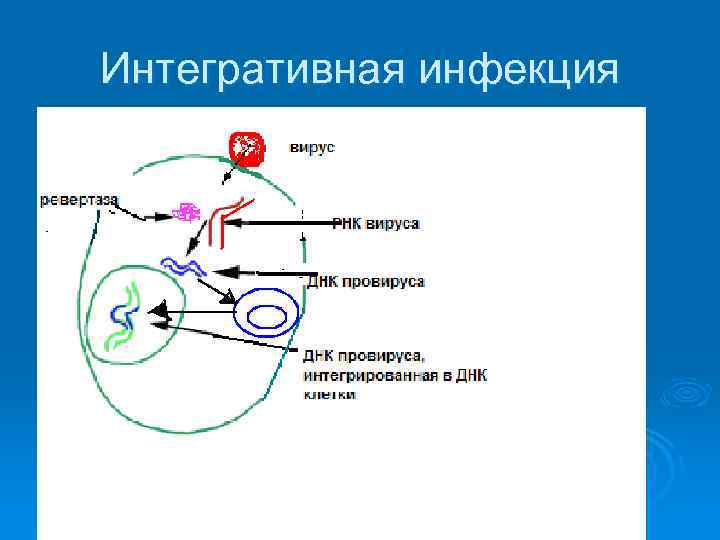 Интегративная инфекция 