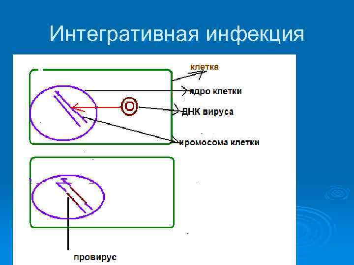 Интегративная инфекция 