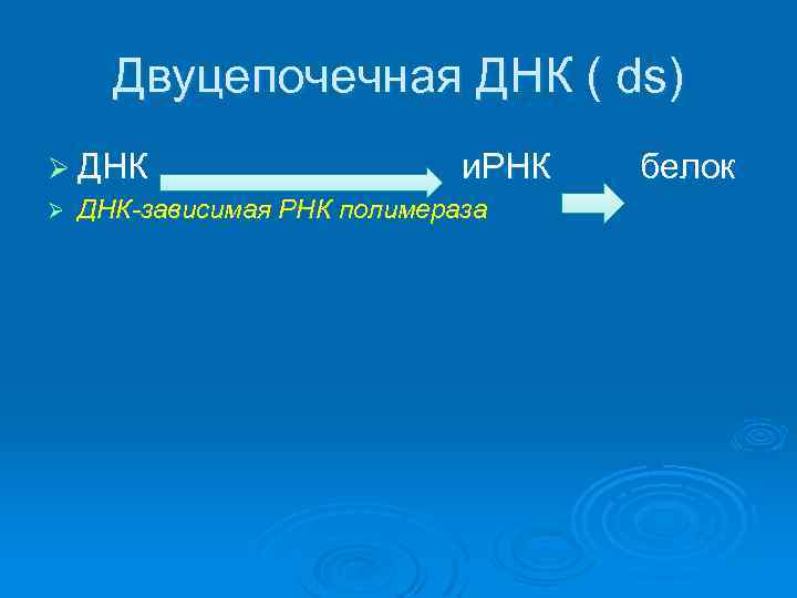 Двуцепочечная ДНК ( ds) Ø ДНК Ø и. РНК ДНК-зависимая РНК полимераза белок 