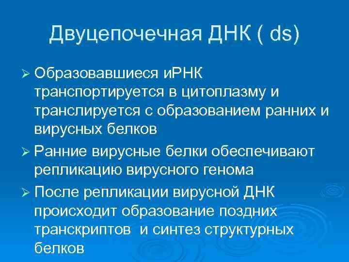 Двуцепочечная ДНК ( ds) Ø Образовавшиеся и. РНК транспортируется в цитоплазму и транслируется с