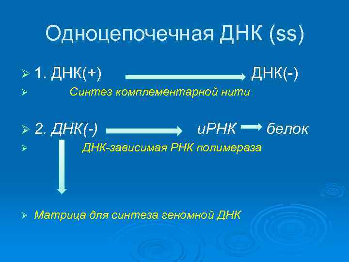 Одноцепочечная ДНК (ss) Ø 1. ДНК(+) Ø Синтез комплементарной нити Ø 2. ДНК(-) Ø