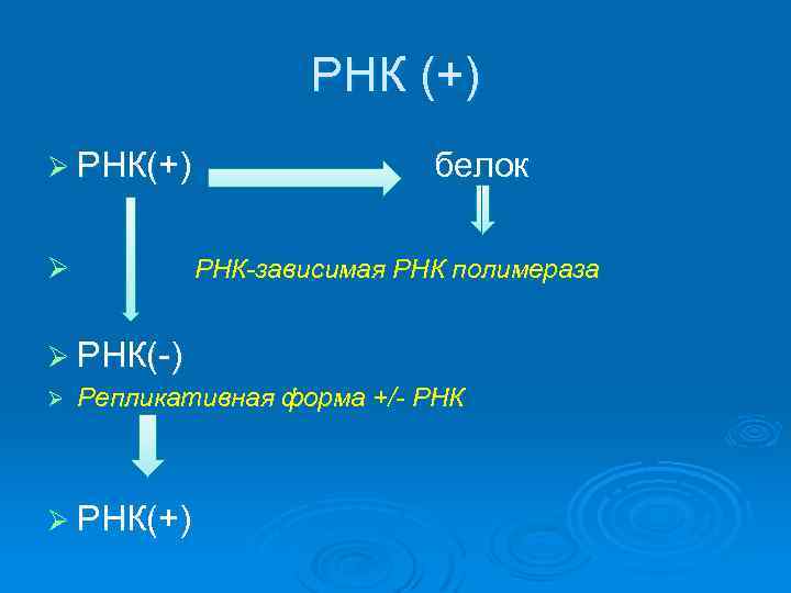 РНК (+) Ø РНК(+) Ø белок РНК-зависимая РНК полимераза Ø РНК(-) Ø Репликативная форма