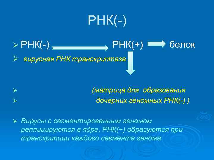 РНК(-) Ø РНК(-) РНК(+) белок Ø вирусная РНК транскриптаза Ø Ø Ø (матрица для