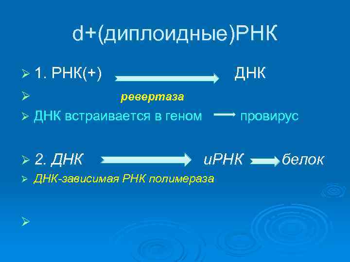 d+(диплоидные)РНК Ø 1. РНК(+) Ø Ø ревертаза ДНК встраивается в геном Ø 2. ДНК