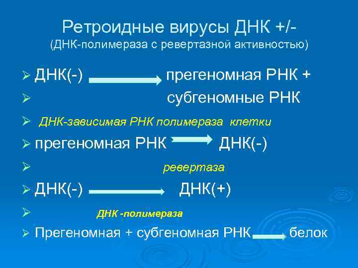 Ретроидные вирусы ДНК +/(ДНК-полимераза с ревертазной активностью) Ø ДНК(-) Ø прегеномная РНК + субгеномные