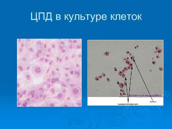 ЦПД в культуре клеток 