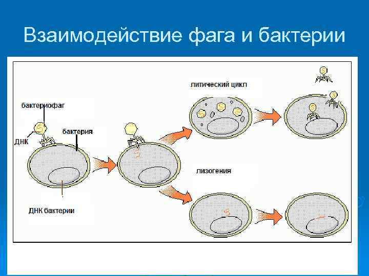 Взаимодействие фага и бактерии 