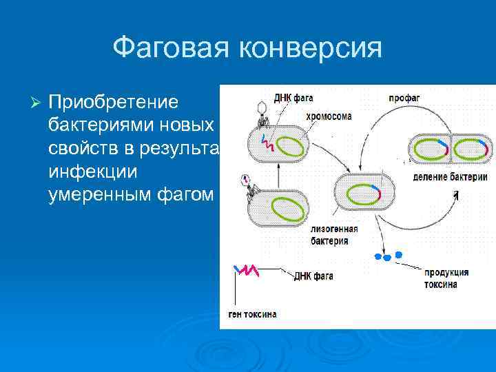 Фаговая конверсия Ø Приобретение бактериями новых свойств в результате инфекции умеренным фагом 