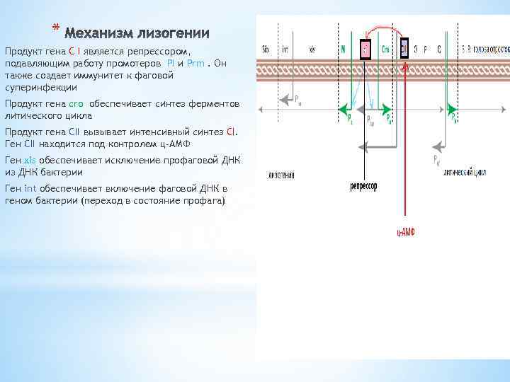 * Продукт гена С I является репрессором, подавляющим работу промотеров PI и Prm. Он