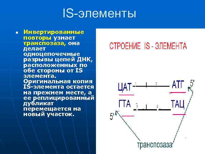 IS-элементы n Инвертированные повторы узнает транспозаза, она делает одноцепочечные разрывы цепей ДНК, расположенных по