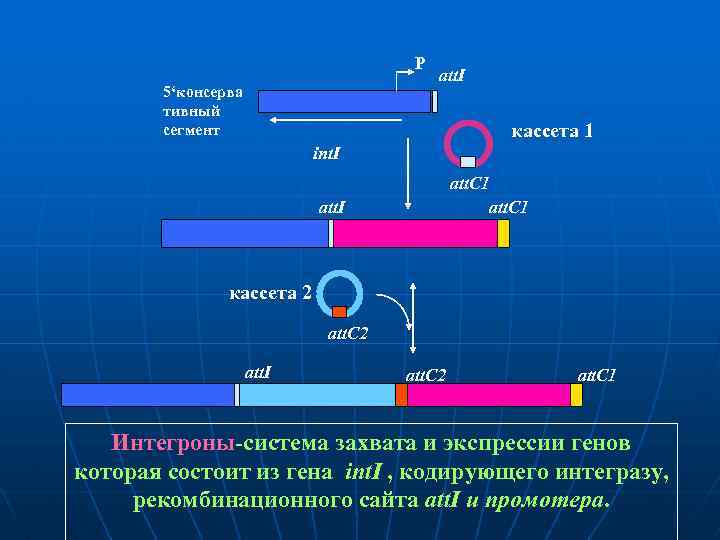 P 5‘консерва тивный сегмент att. I кассета 1 int. I att. C 1 att.