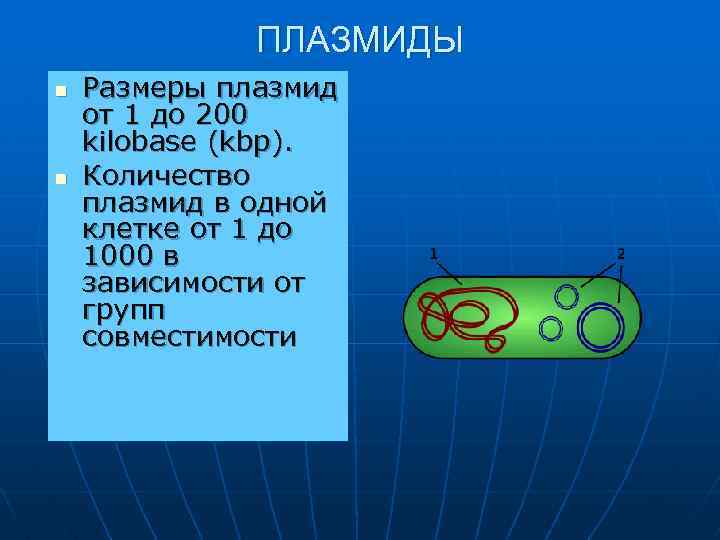 ПЛАЗМИДЫ n n Размеры плазмид от 1 до 200 kilobase (kbp). Количество плазмид в