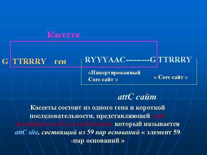 Кассета G TTRRRY ген RYYYAAC-----G TTRRRY «Инвертированный Core сайт » « Core сайт »