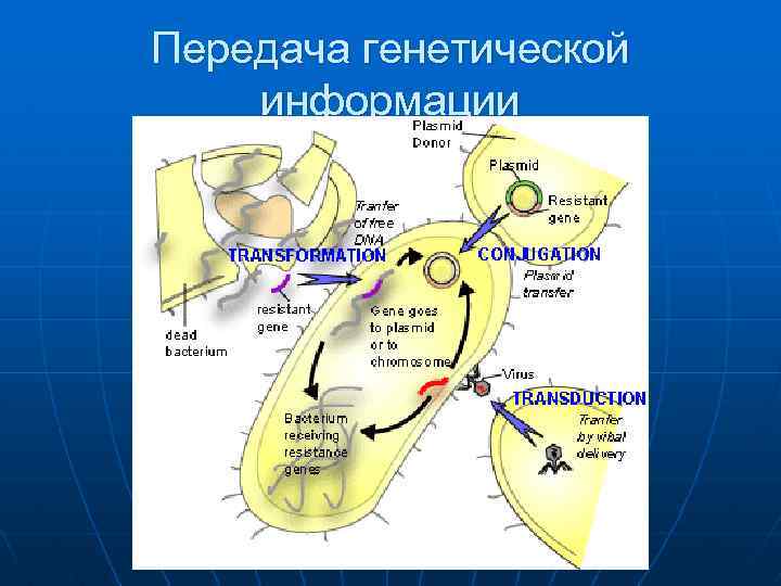 Передача генетической информации 