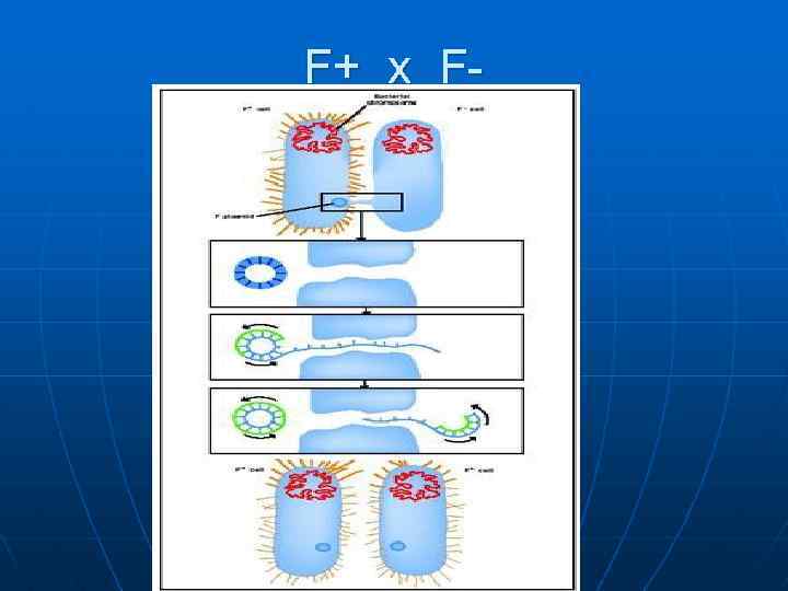 F+ x F- 