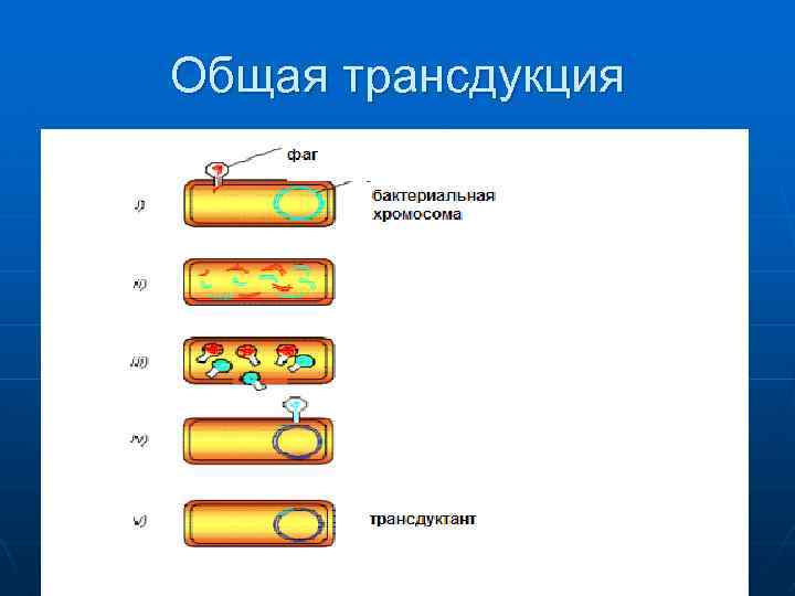 Общая трансдукция 