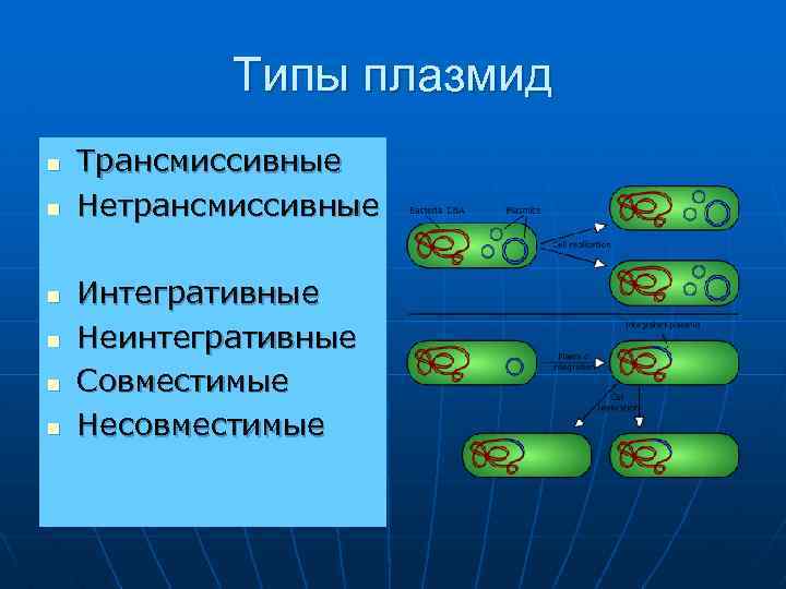 Типы плазмид n n n Трансмиссивные Нетрансмиссивные Интегративные Неинтегративные Совместимые Несовместимые 