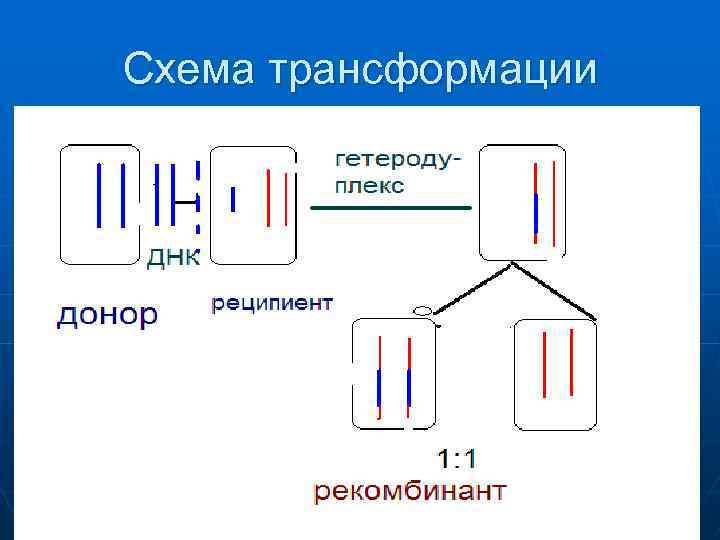 Схема трансфoрмации 