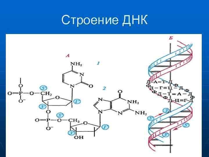 Строение ДНК 